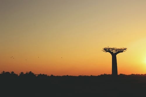 Immagine gratuita di 2k17, baobab, madagascar