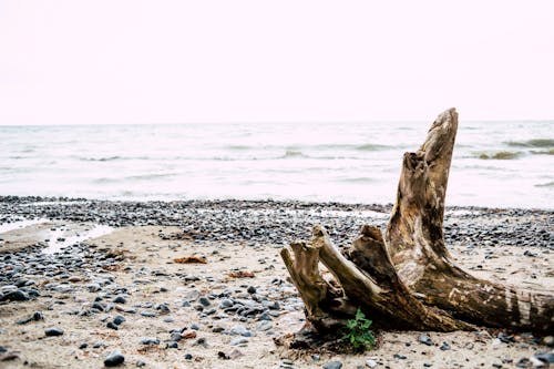 나무 둥치, 모래, 바다의 무료 스톡 사진