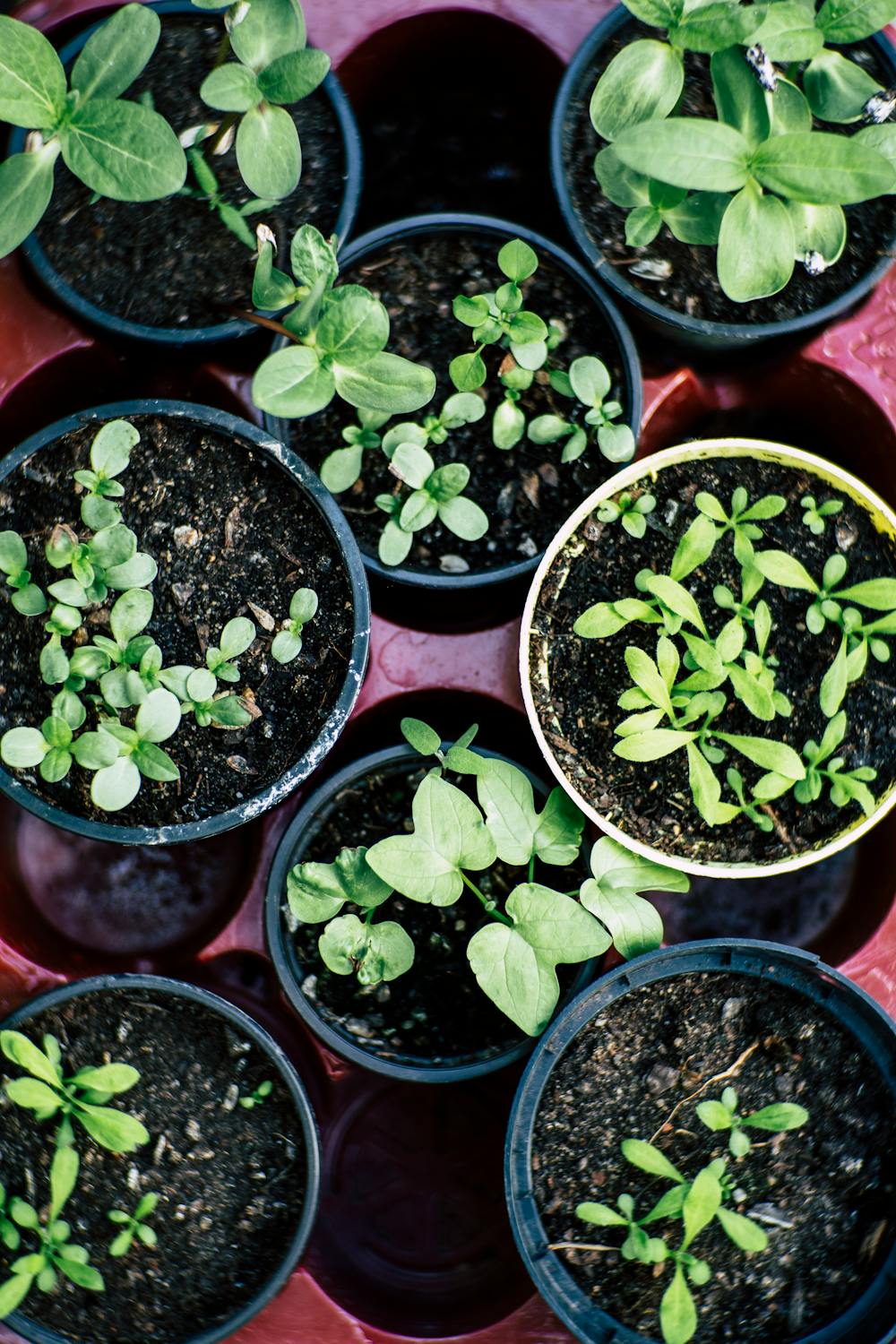 Types of Basil Plants