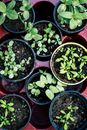 Green Plant on Brown Plastic Pot