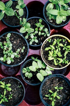 Gardening for Wellness: The Mental and Physical Benefits of Gardening