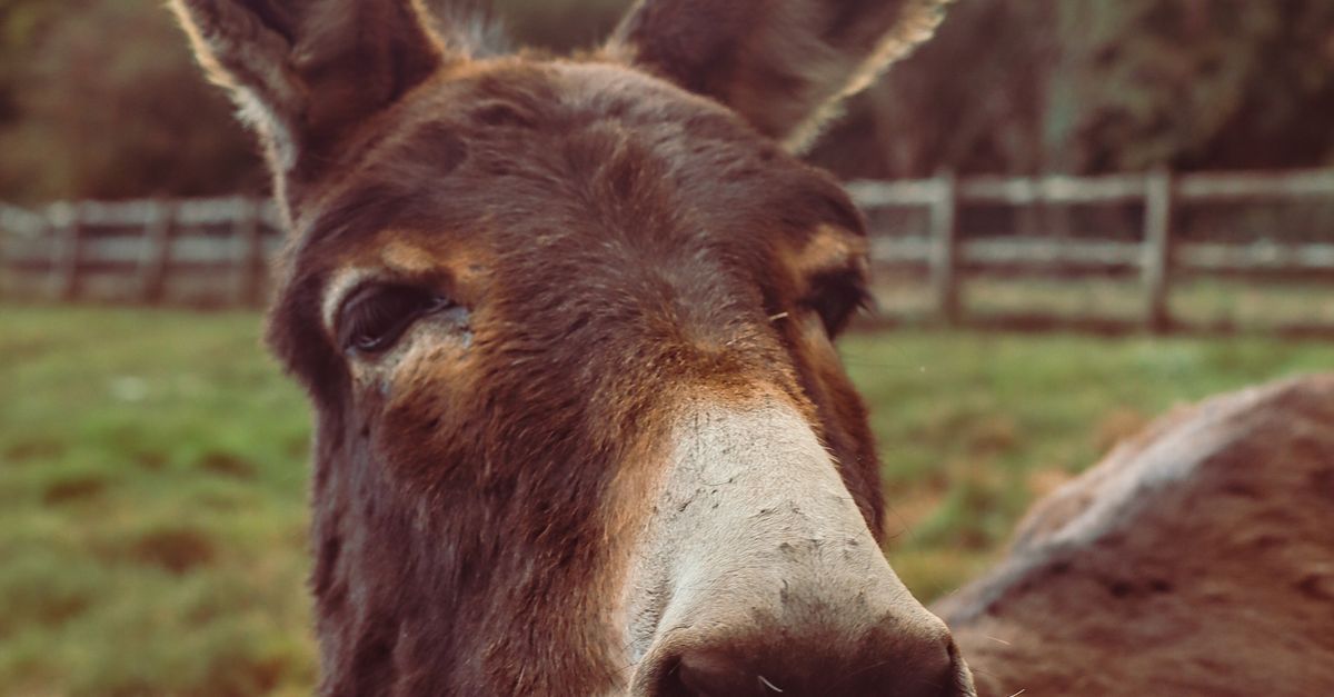 Donkey Setting Close-up of a Curious Donkey in Pastoral Setting · Free Stock Photo