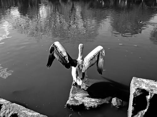 Graustufenfoto Des Vogels