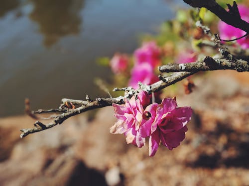 免費 粉紅色的花的特寫攝影 圖庫相片