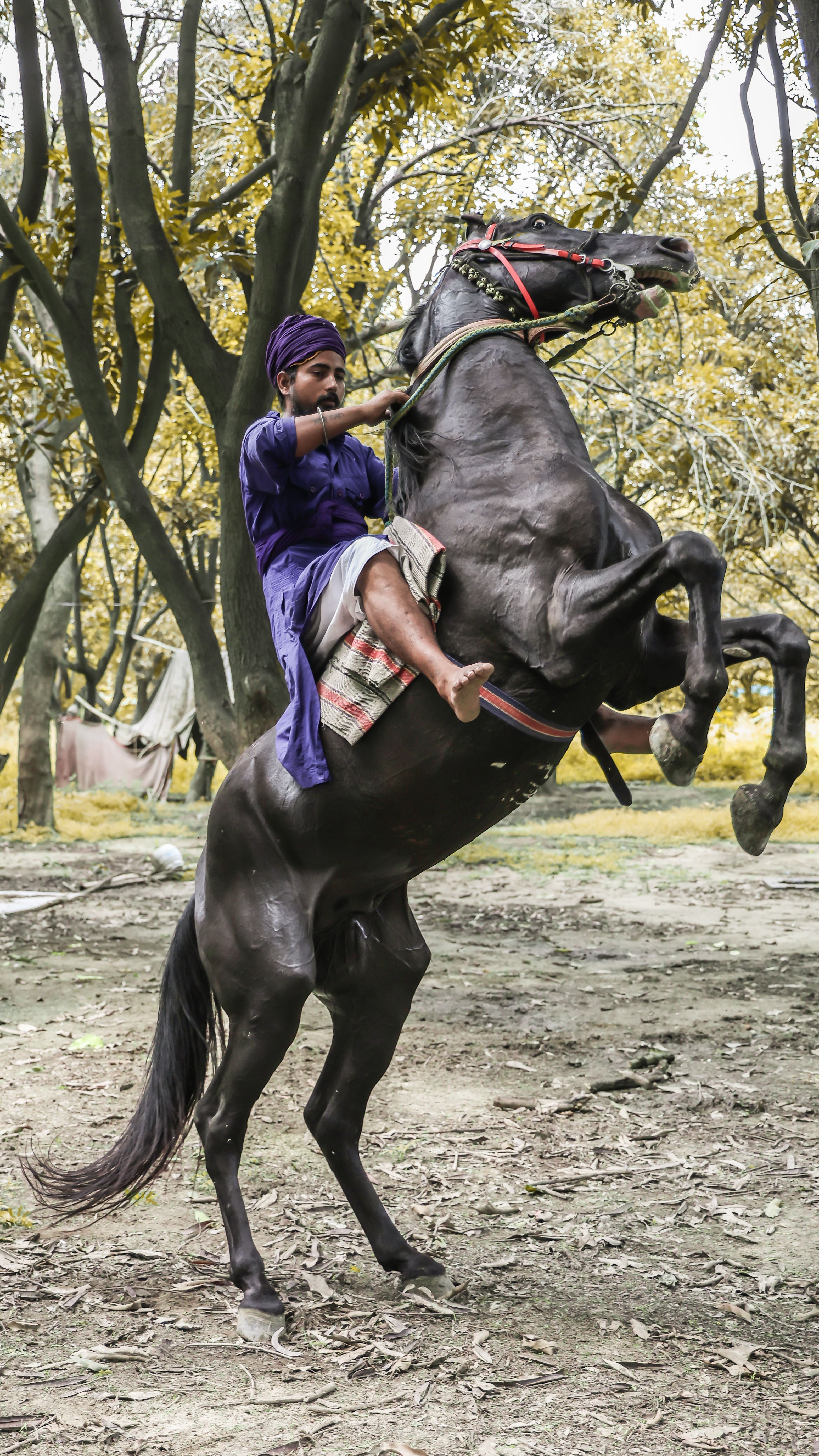 Man showcasing equestrian skills on a rearing black horse in a forest setting.