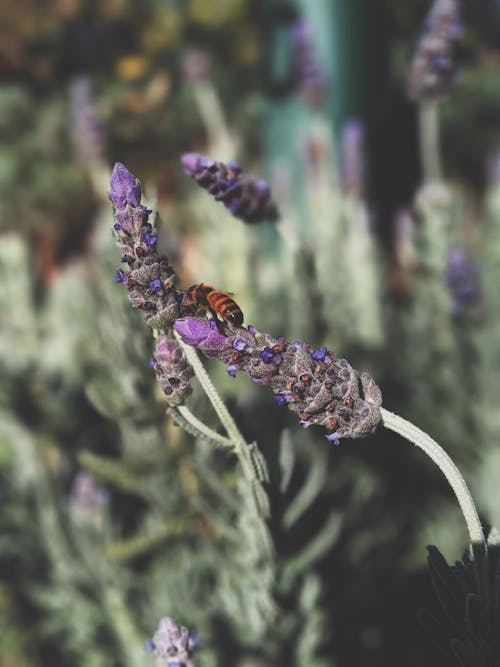 Fleurs Violettes En Fleur