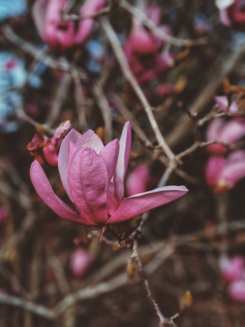 Photo Of Pink Flowers