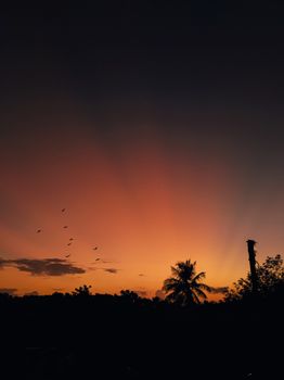 Beautiful silhouette of palm trees at sunset in Thiruvananthapuram, India.
