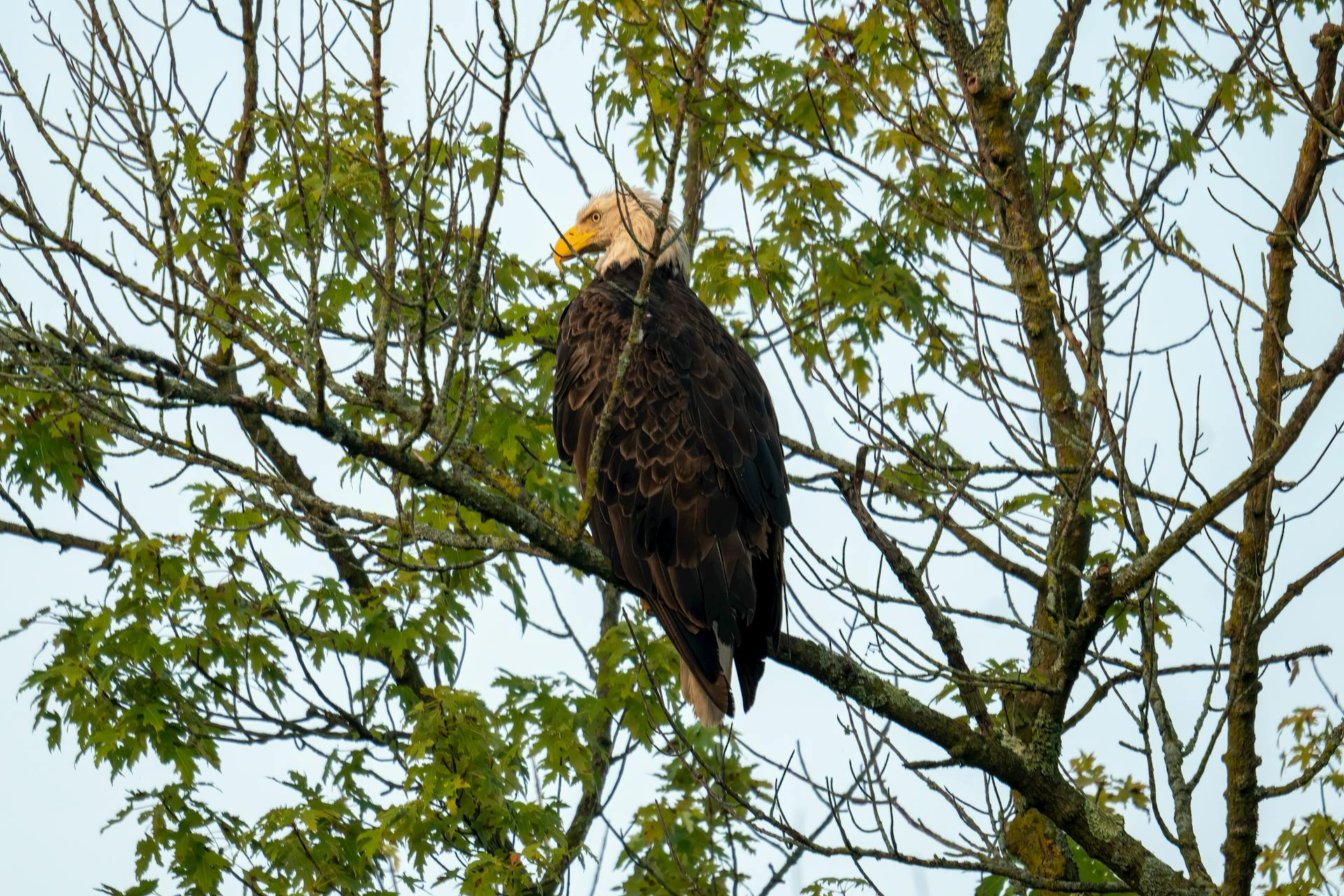 Majestic Bald Eagle Perched on Tree Branch