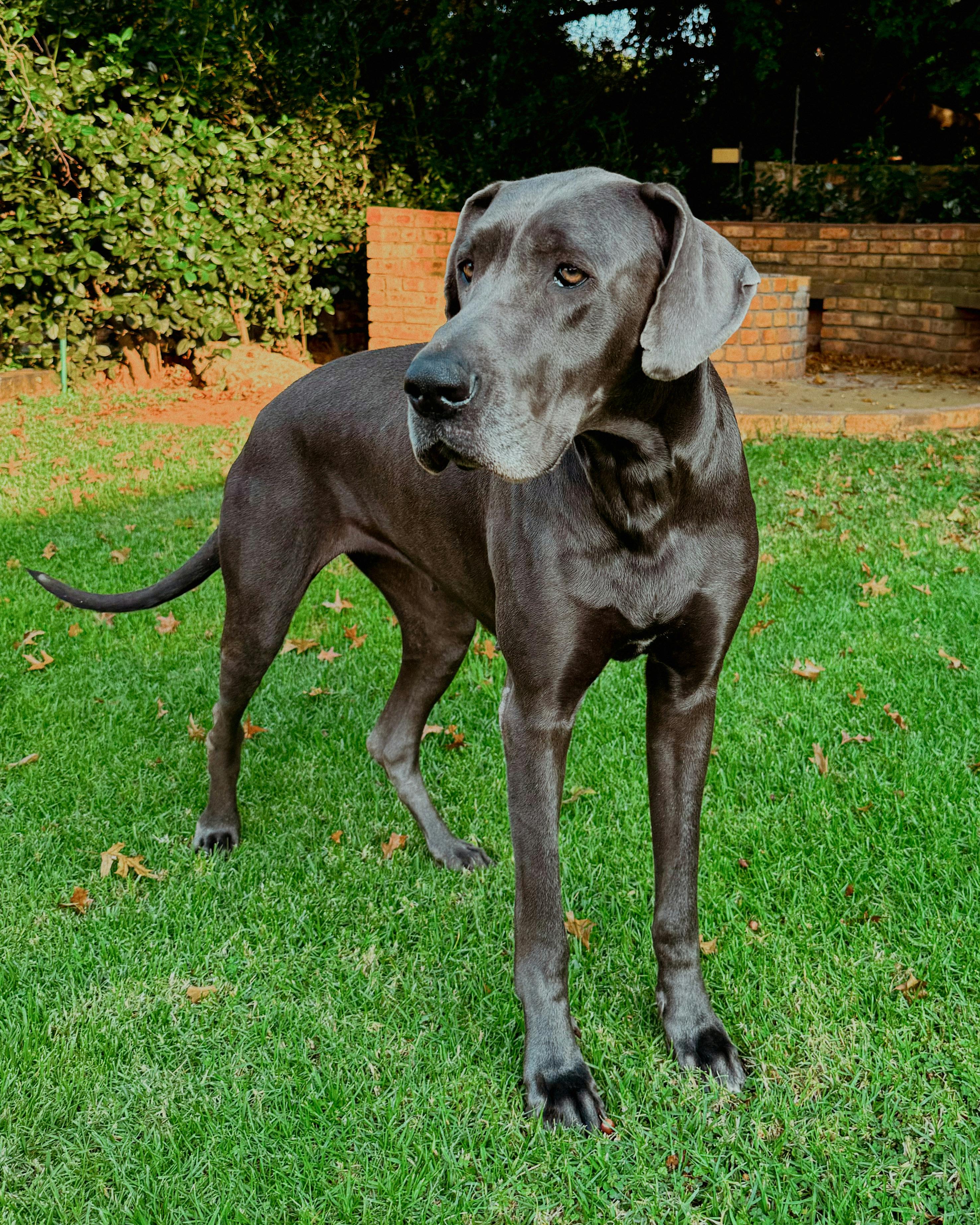 majestic great dane standing on lawn
