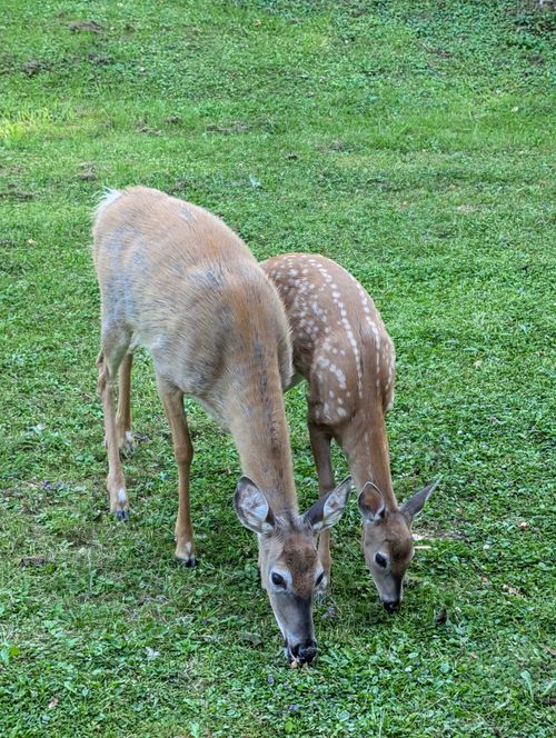 Free A mother and fawn deer grazing in the lush greenery of Truro, Nova Scotia. Stock Photo