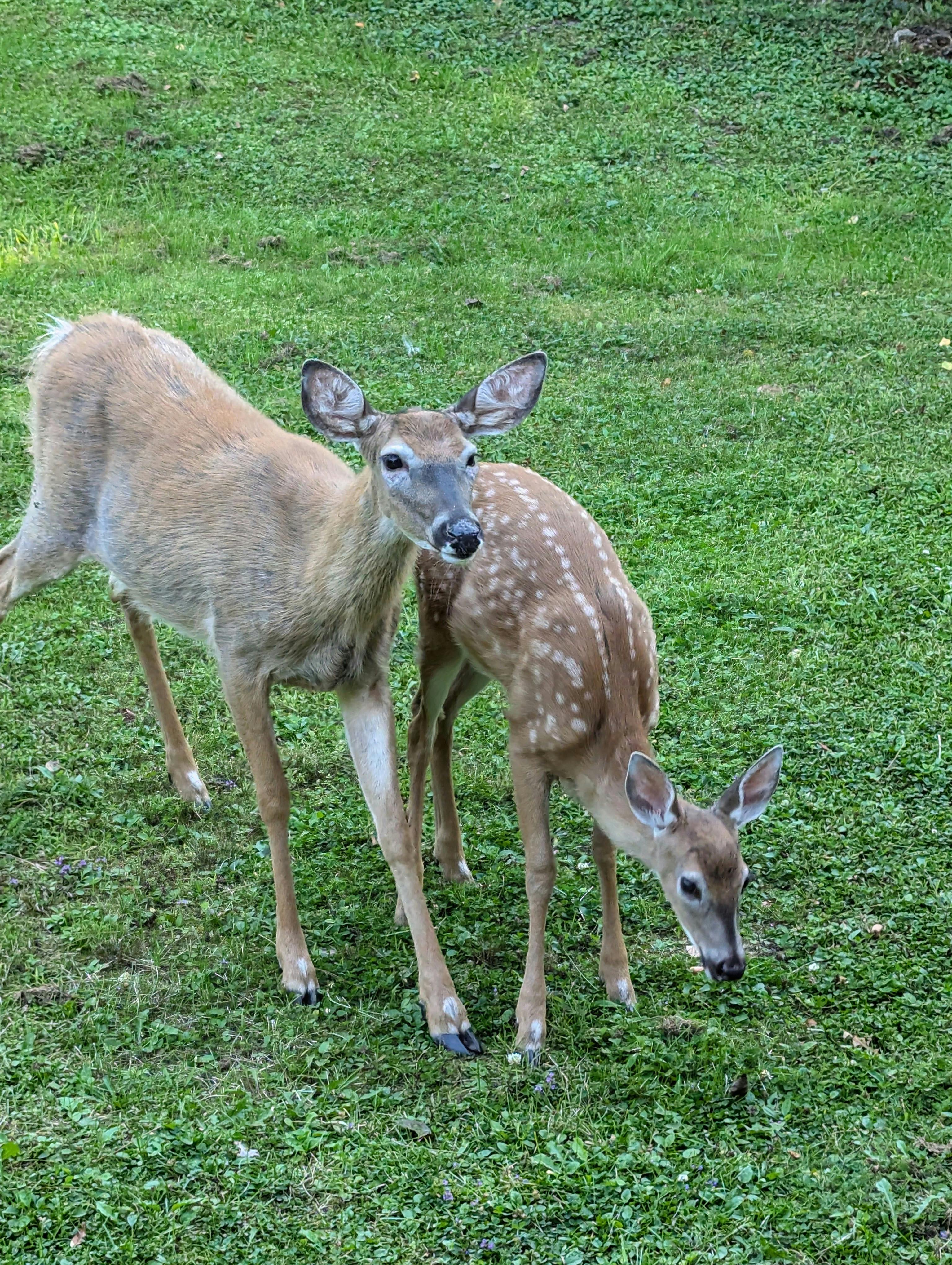 deer family grazing in truro nova scotia