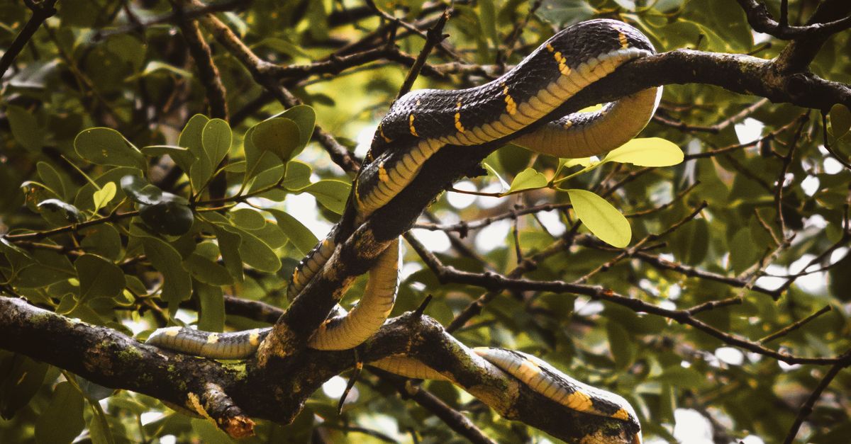Majestic Python Snake in Lush Green Forest · Free Stock Photo
