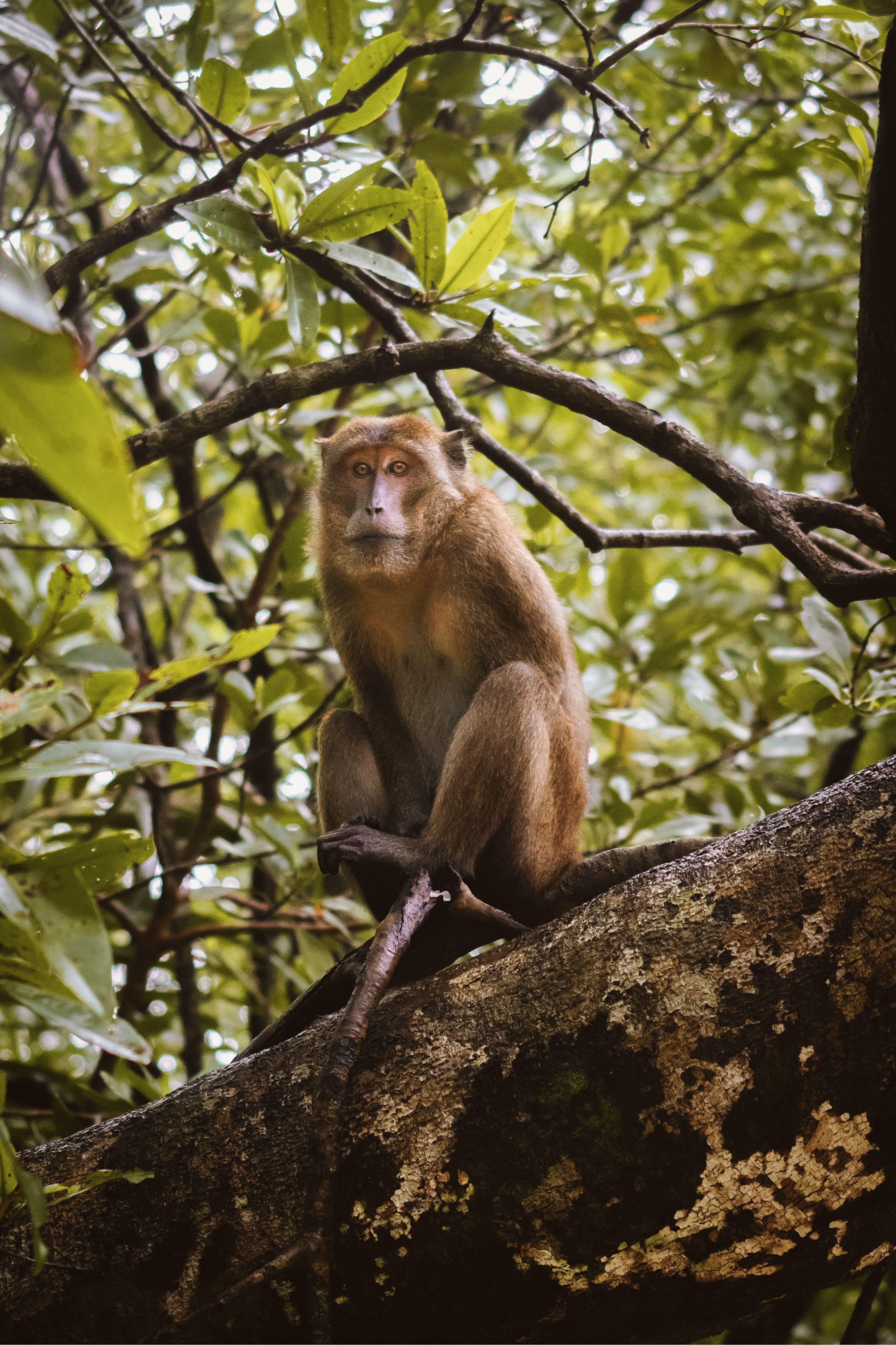 Wild Macaque Monkey in Dense Forest Habitat · Free Stock Photo