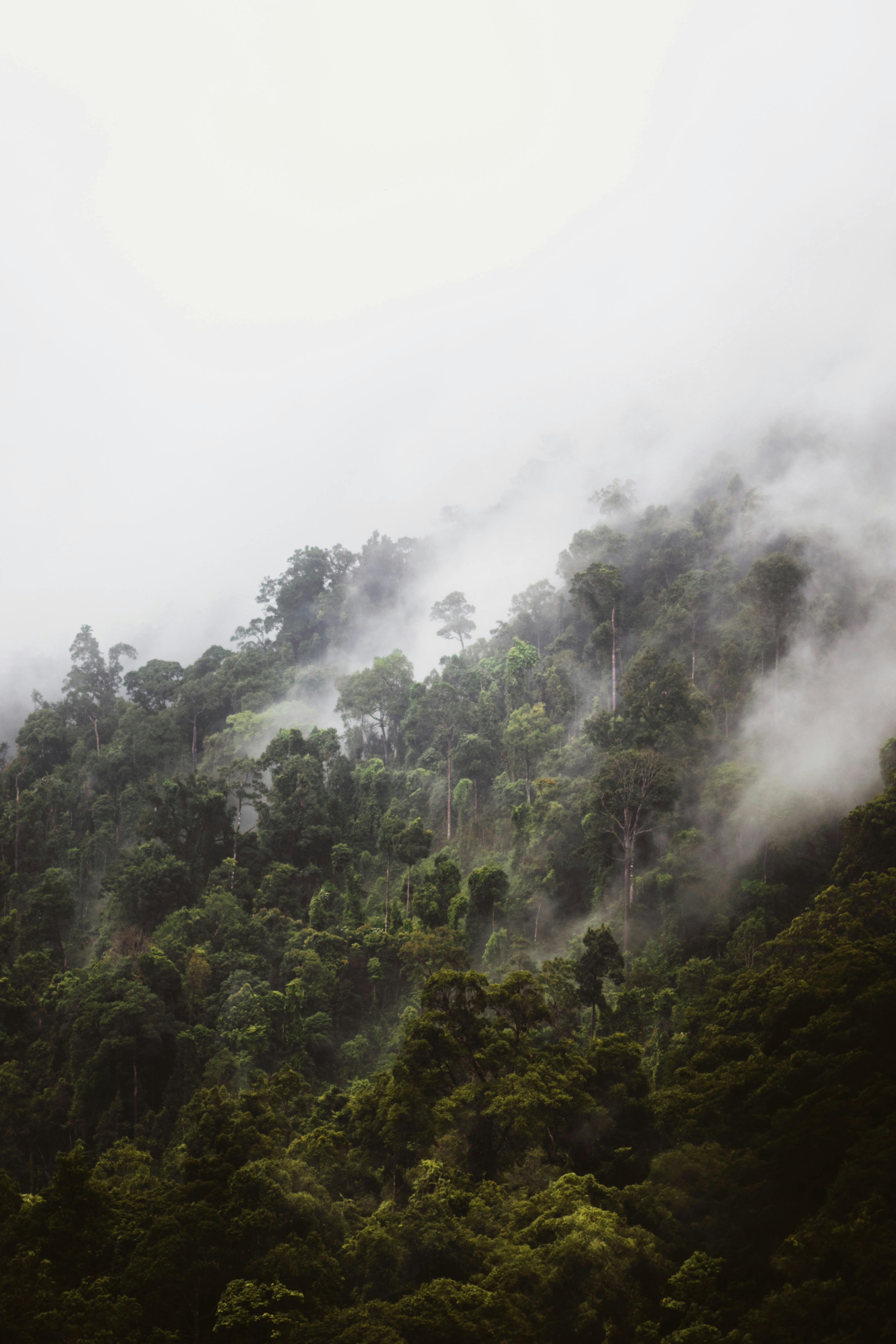 Lush green forest enveloped in mist, creating a serene and mystical atmosphere.