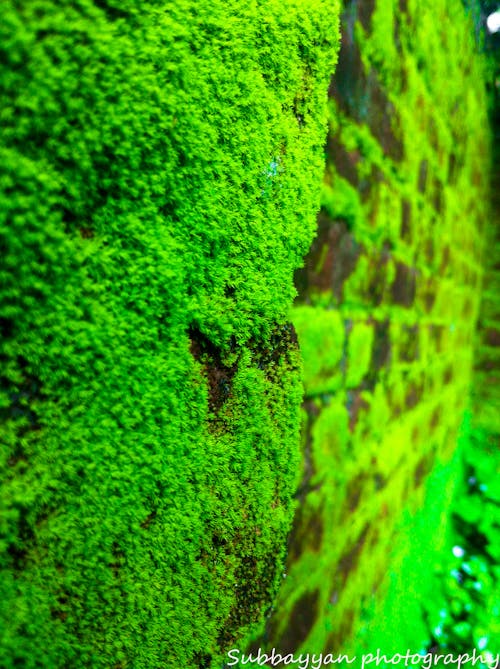 Free stock photo of beauty in nature, brick, brick wall