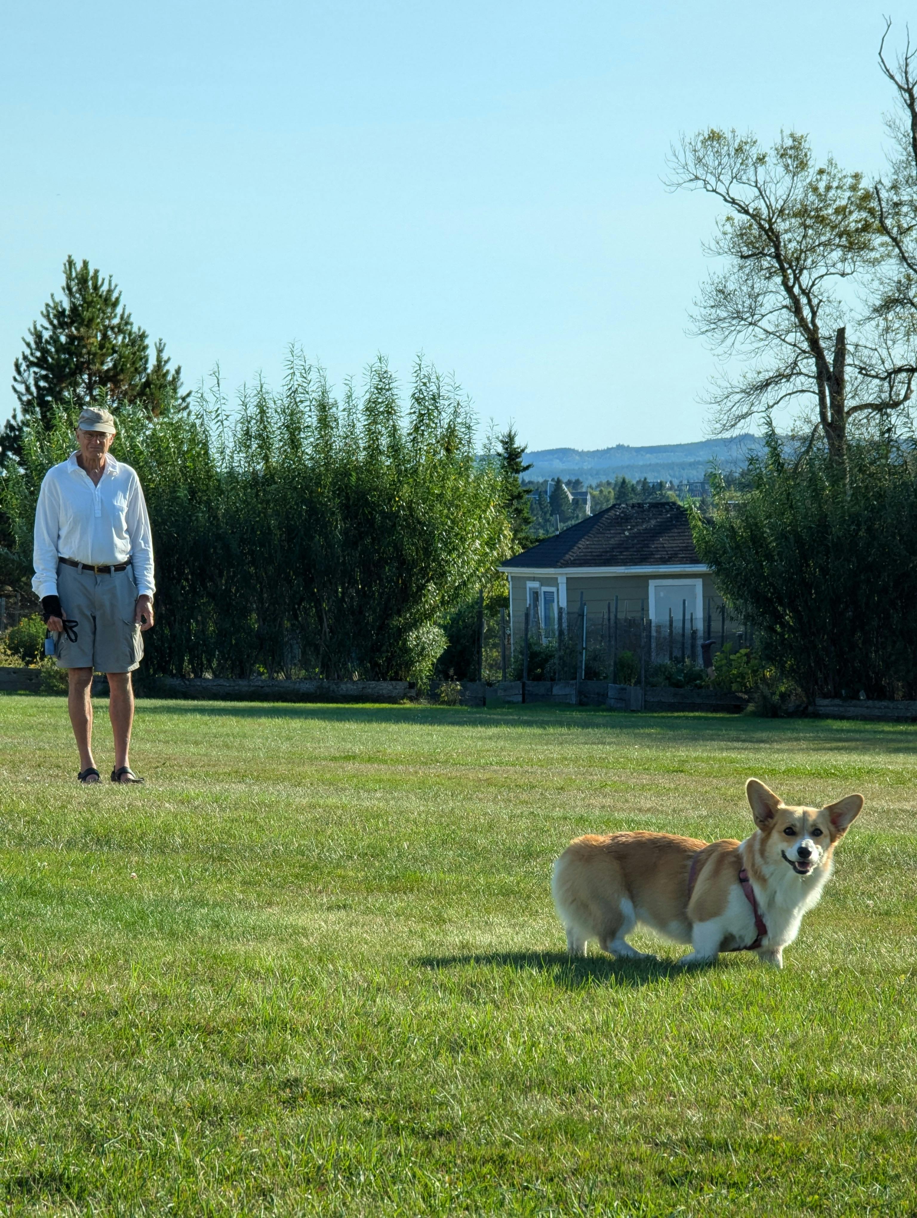 A man enjoys a sunny walk with a corgi in the grassy fields of Lunenburg, NS, Canada.