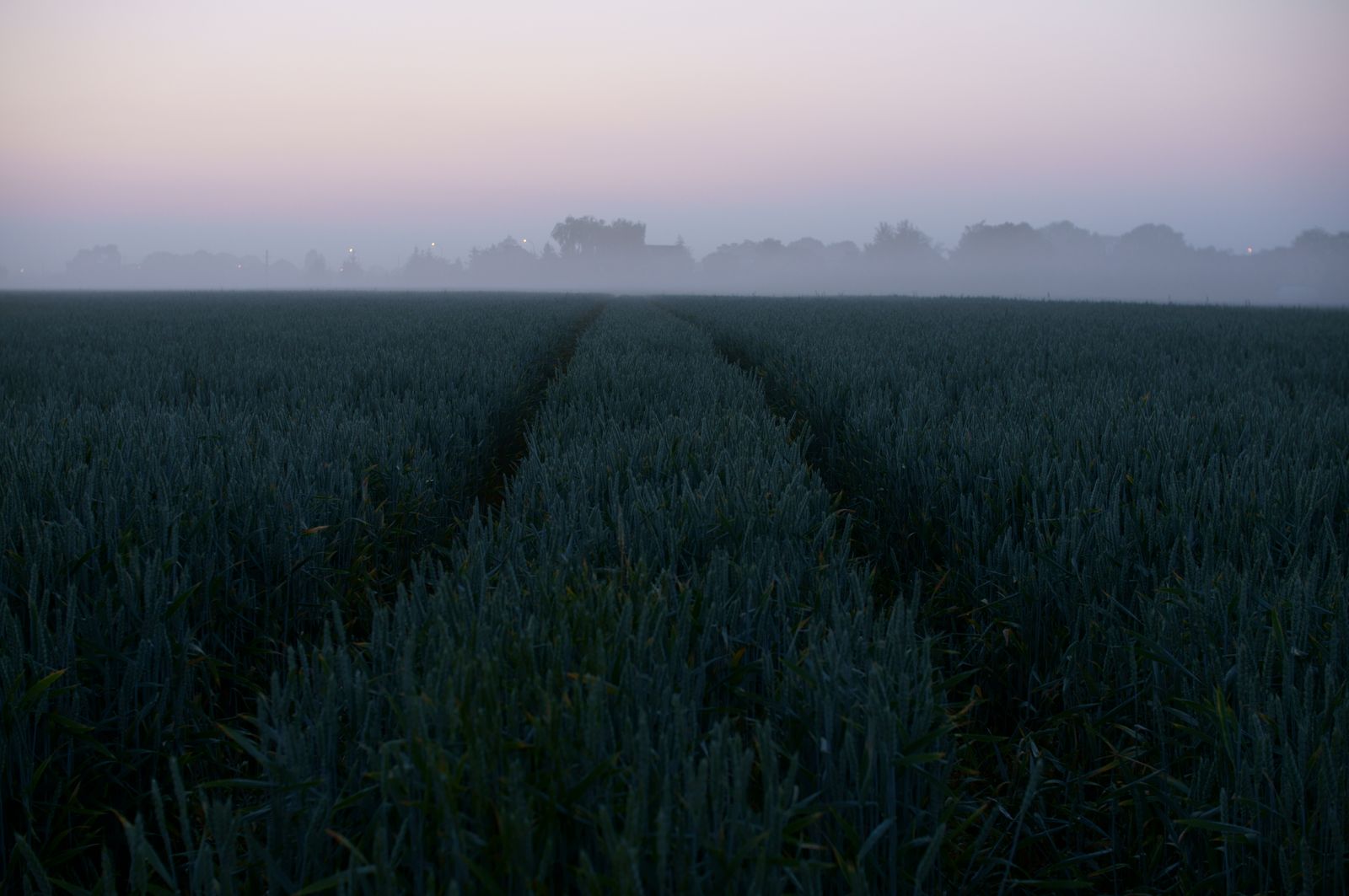 A misty field at dawn