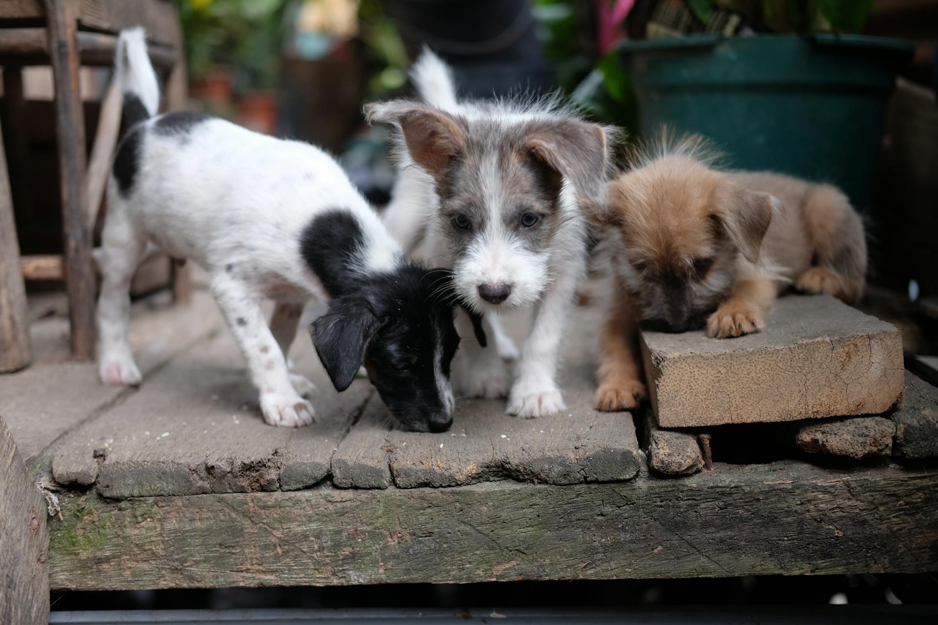 Adorable Puppies Exploring Outdoors Wooden Platform