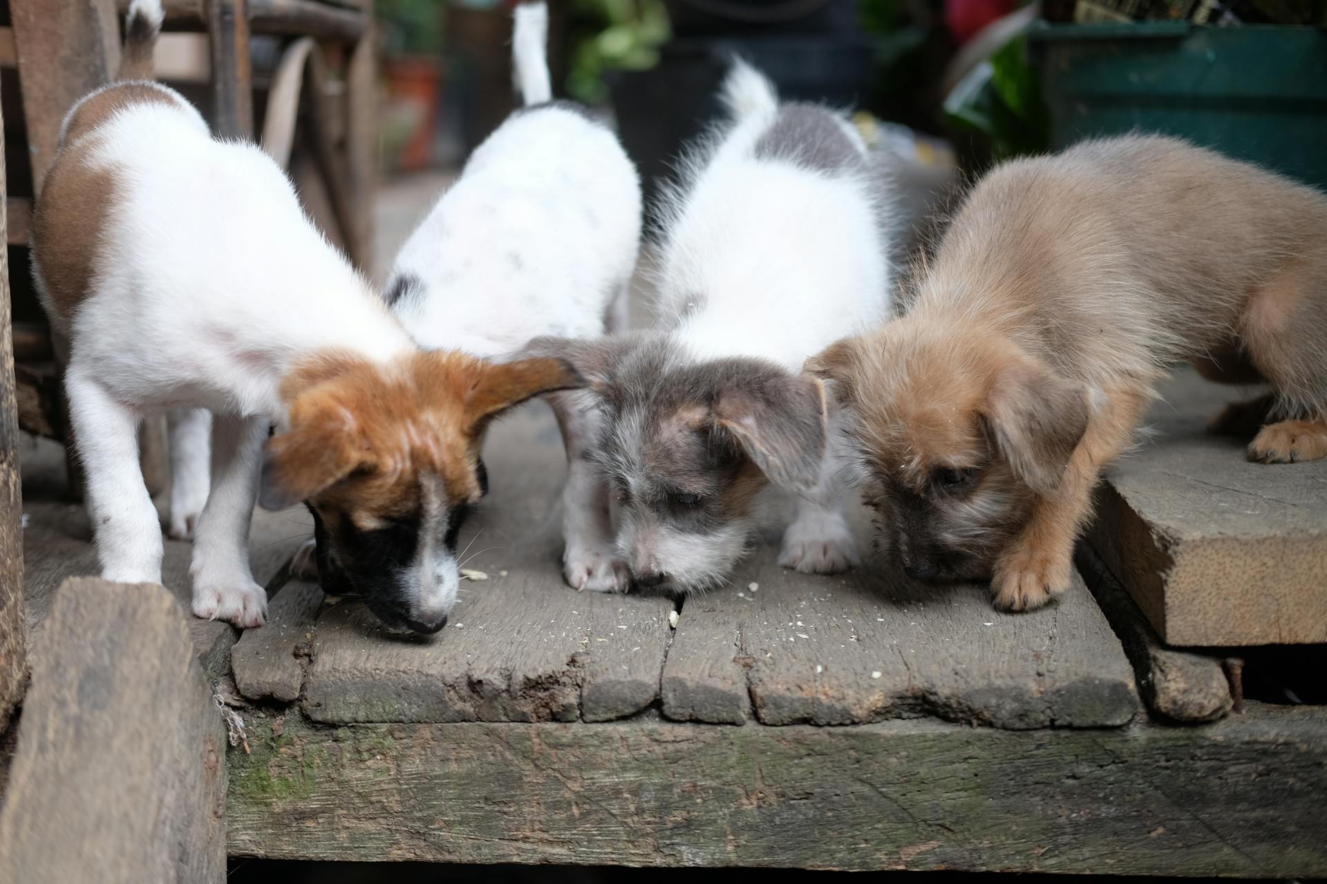 Adorable Puppies Sniffing Wooden Deck Outdoors