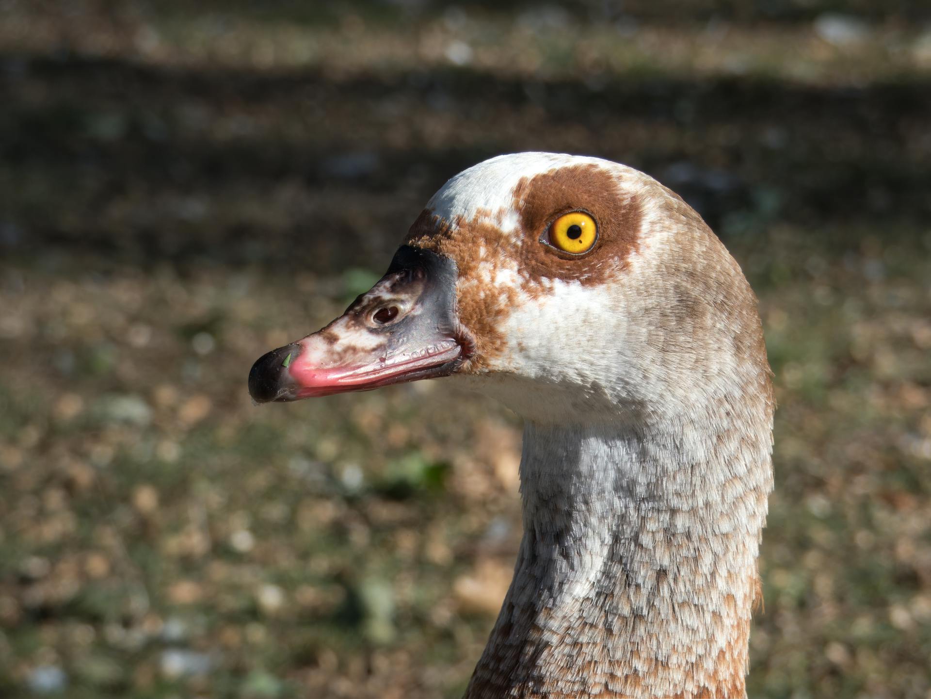 Close-up of an Egyptian Goose in Natural Habitat