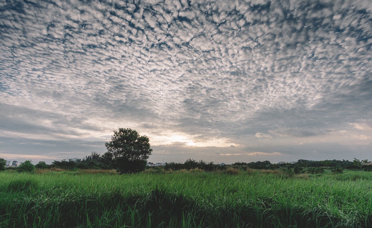 Ingyenes stockfotó ég, fák, farm témában