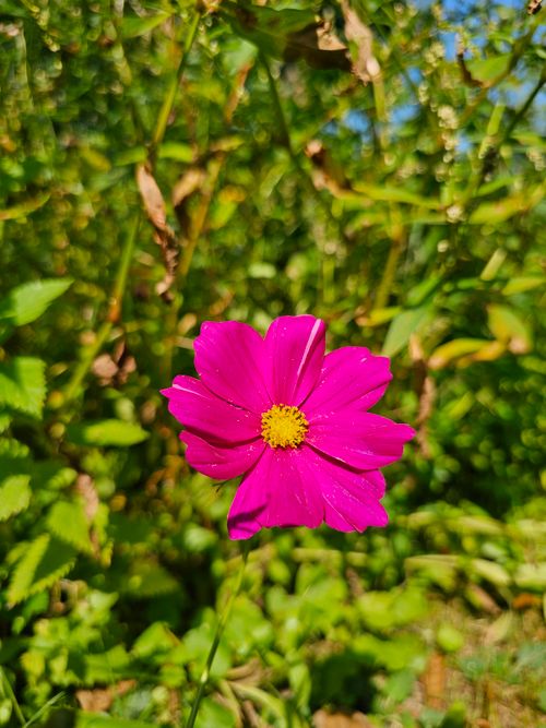 Free Vibrant pink Cosmos flower blooming in a sunny garden with lush greenery. Stock Photo