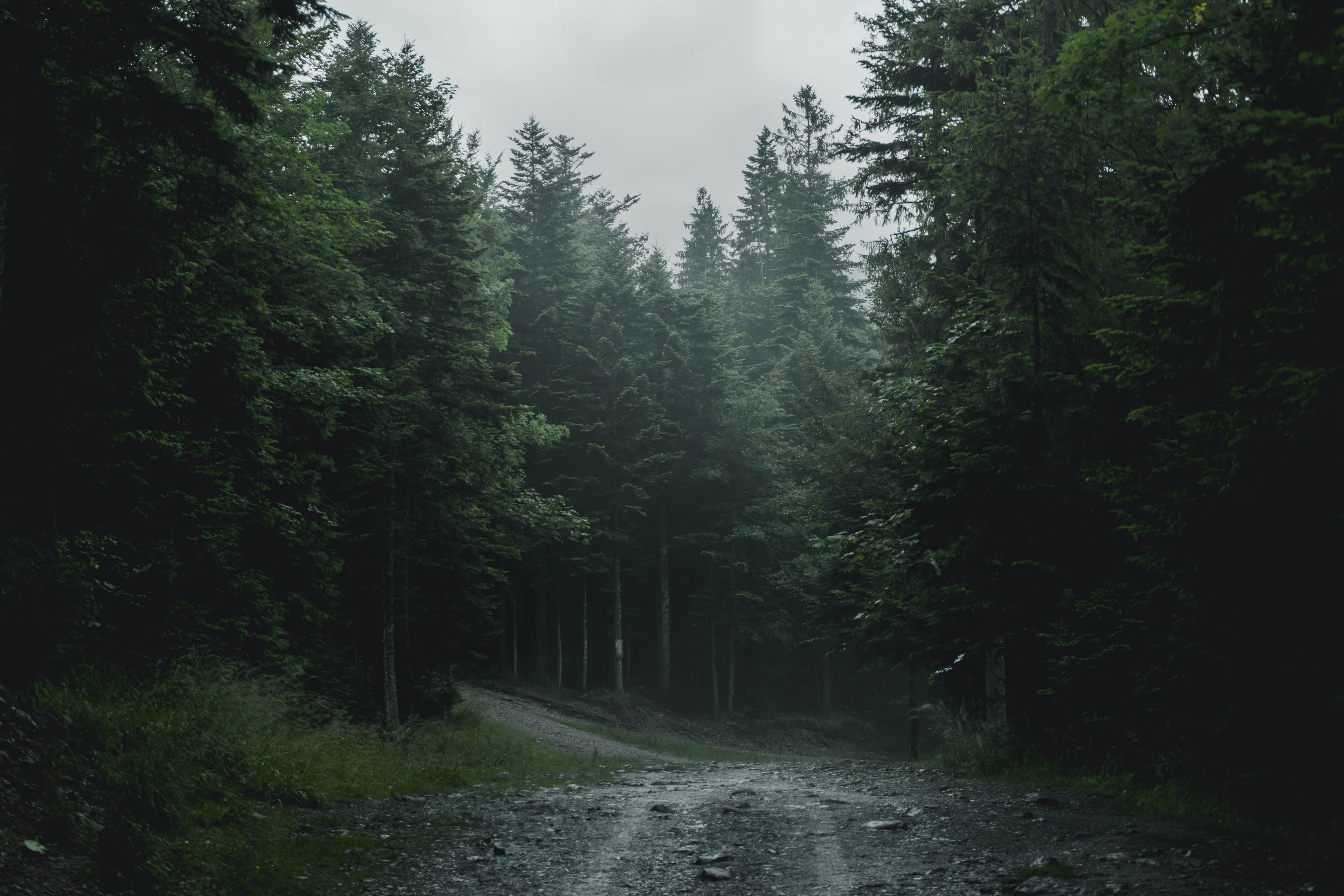 Free stock photo of dark, dark green, forest