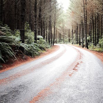 一条宁静、蜿蜒的道路穿过茂密的森林，两旁长满了高大的树木和蕨类植物