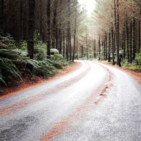 Open road through a forest — photo by Matthew Brignall on Pexels