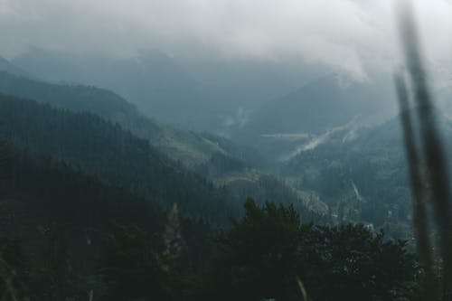 Free stock photo of cloudy, cloudy skies, forest