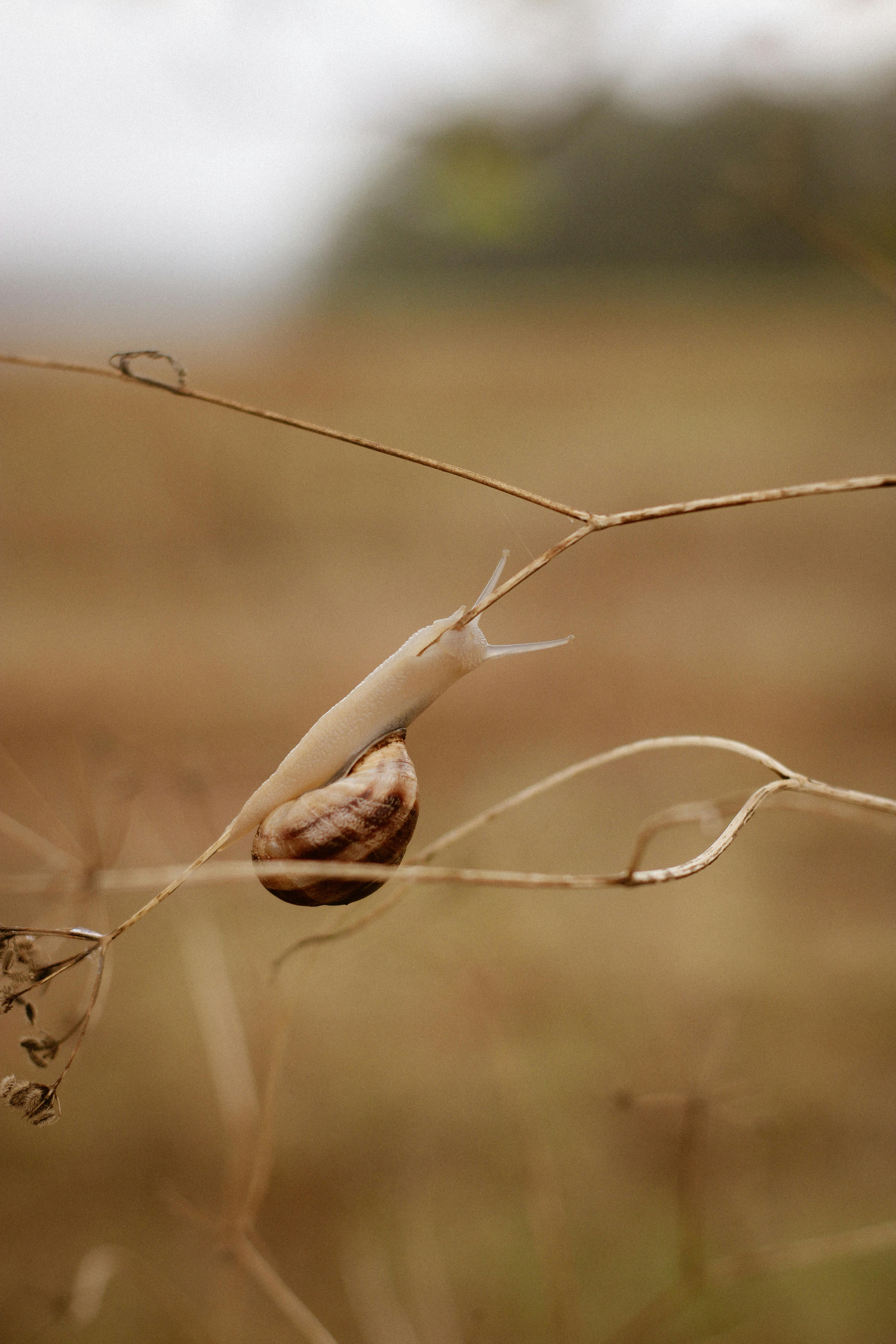 A snail slowly crawls on a dry branch in an autumn landscape, captured in warm tones.