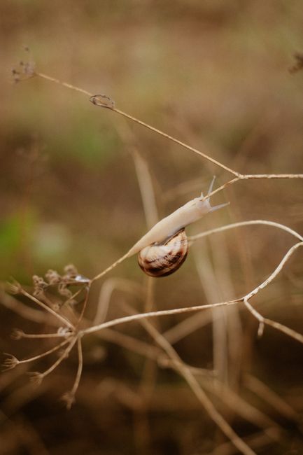 A snail delicately balanced on dry twigs in a natural setting.