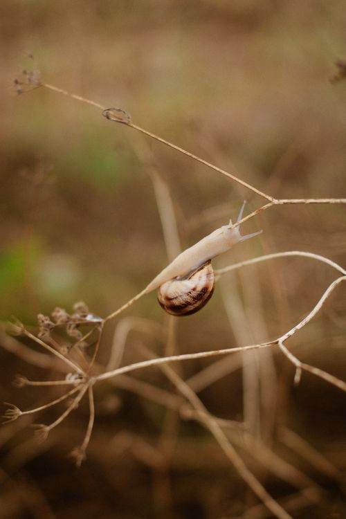 Free A snail delicately balanced on dry twigs in a natural setting. Stock Photo