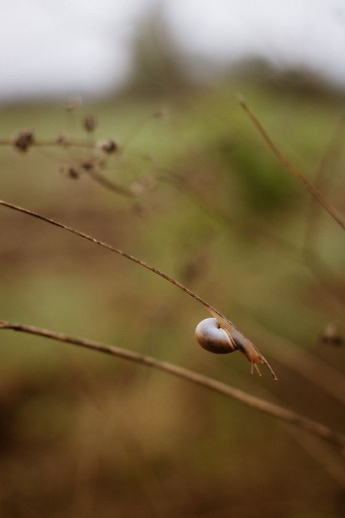 Free A snail clings to a twig in a natural outdoor setting, highlighting earthy tones and autumn vibes. Stock Photo