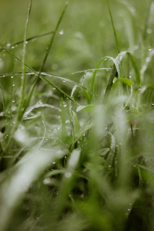 Free Detailed macro shot of fresh morning dew on green grass blades. Stock Photo