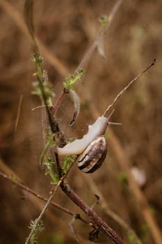Macro photograph of a snail ascending a twig in a natural brown setting.