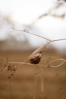 A close-up of a snail on a dry branch, highlighting nature's simplicity and beauty.