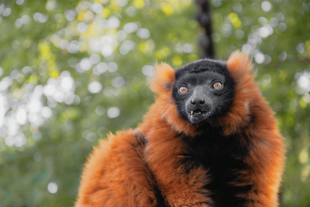 Lémur rojo de Madagascar en su hábitat natural