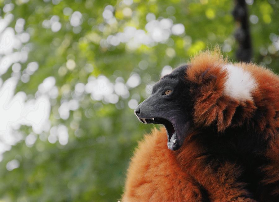 Captivating shot of a Red Ruffed Lemur showing vibrant coat and expression in Hungary's lush greenery.