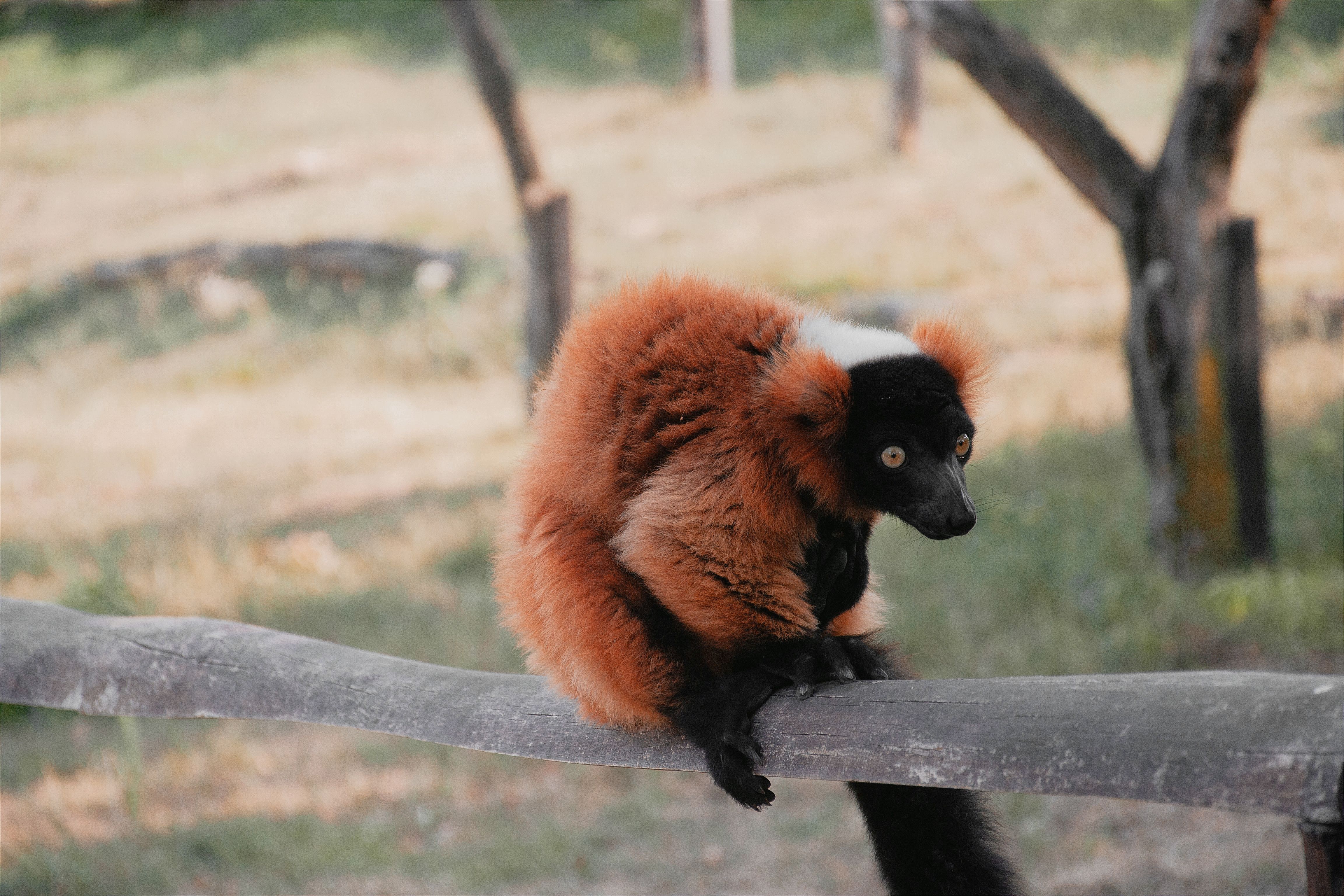 Photo of Madagascar