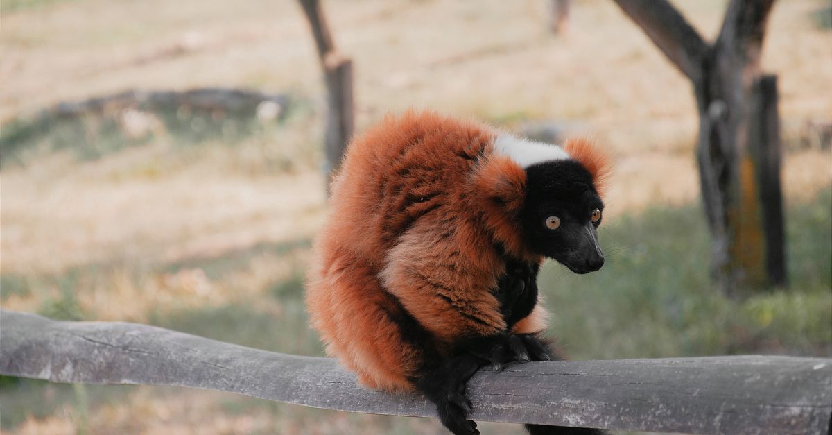 Photo of Madagascar