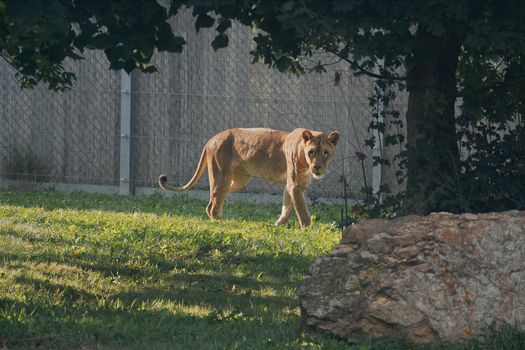 Lioness in a naturalistic zoo setting under bright daylight, Hungary.