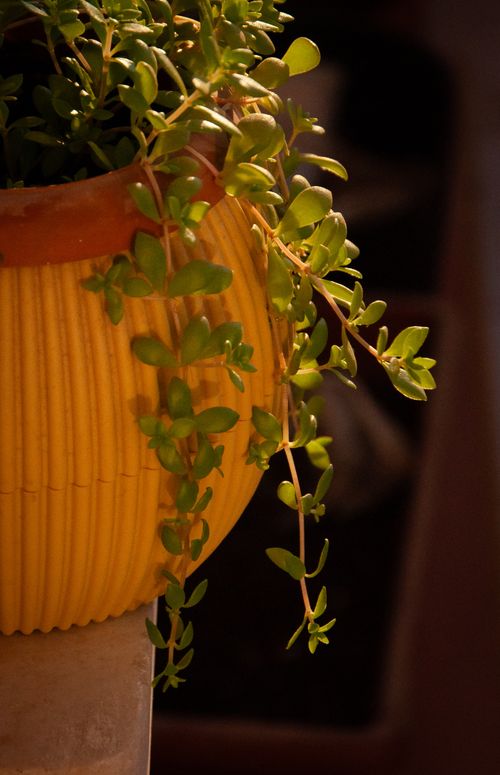 Free Sunlit green plant cascading from a vibrant yellow pot, evoking a sense of warmth and tranquility. Stock Photo