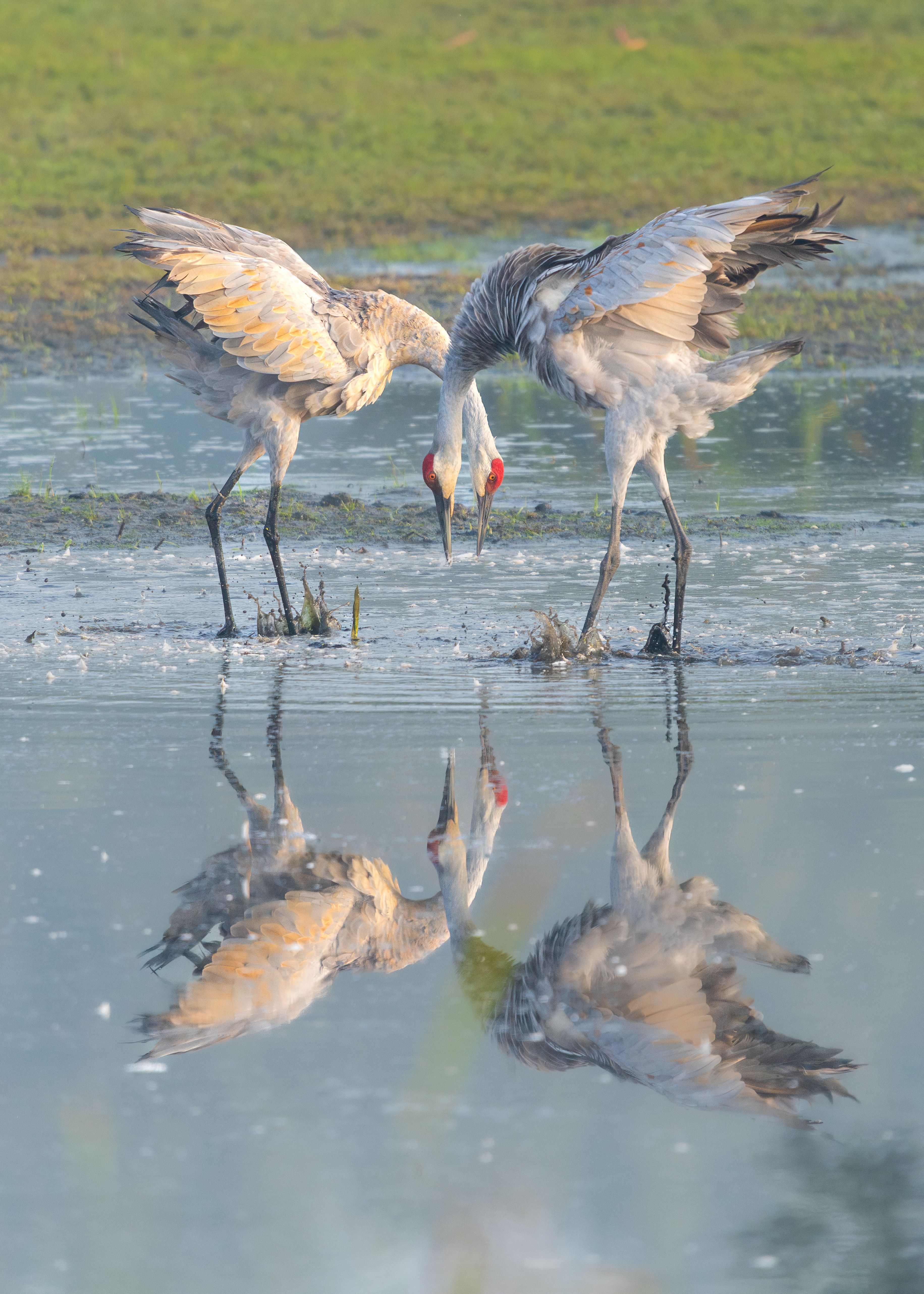 Crane Behavior Photos, Download The BEST Free Crane Behavior Stock ...