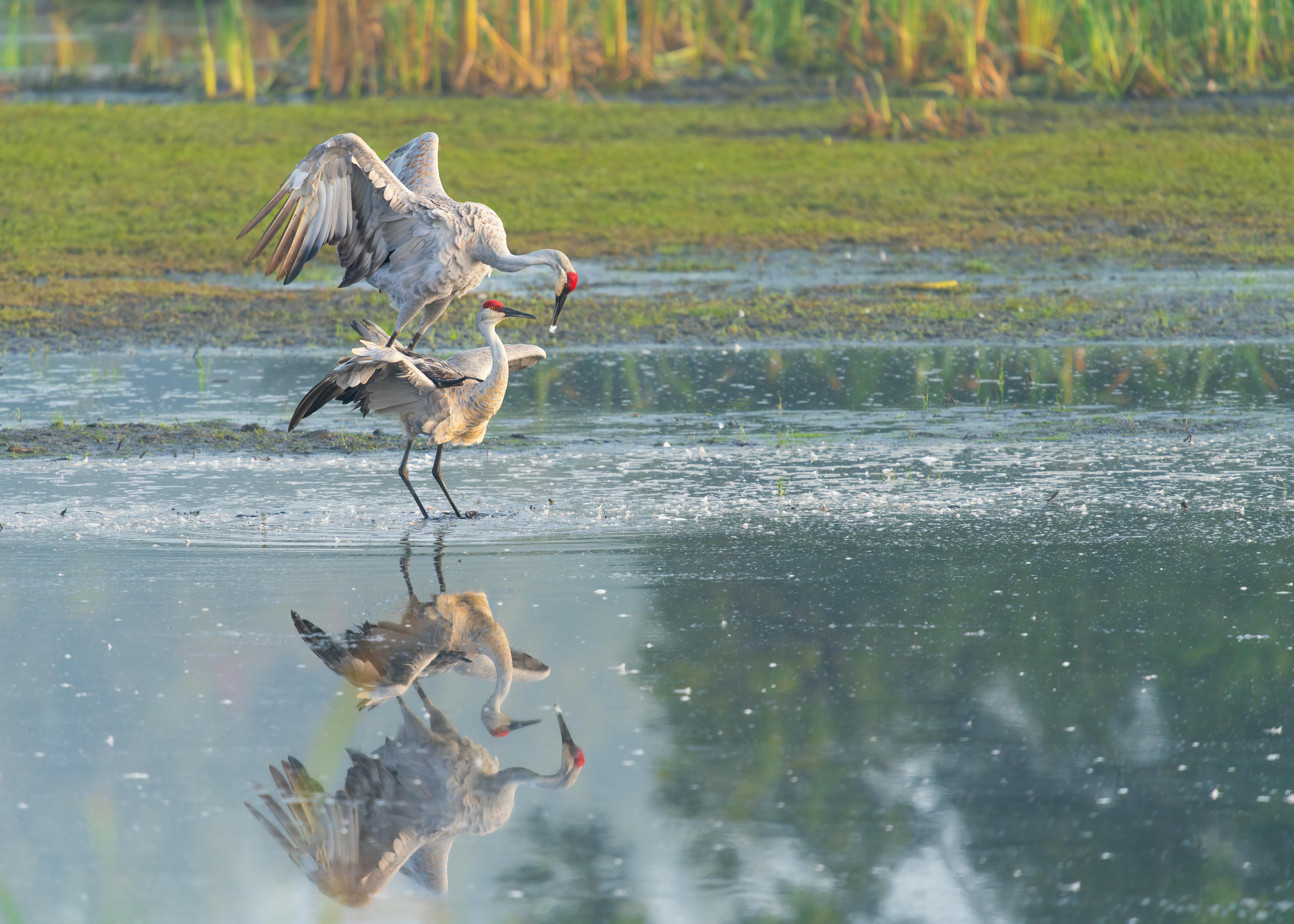 Two red-crowned cranes dancing in snow-covered field with outstretched wings among white landscape in Kushiro Marsh