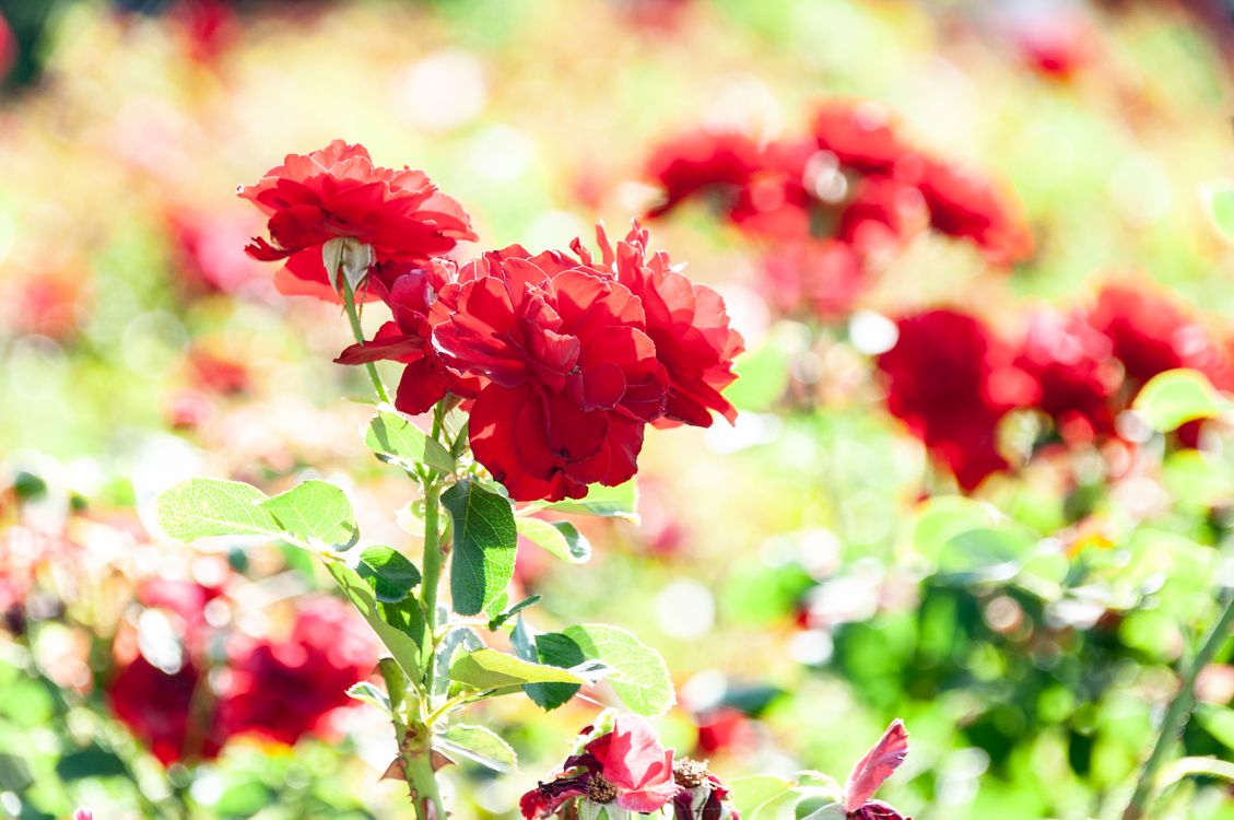 Sunlit Red Roses Vibrant Red Roses in Sunlit Garden · Free Stock Photo