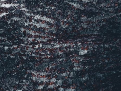 Detailed close-up of tree bark texture, showcasing natural patterns and colors.