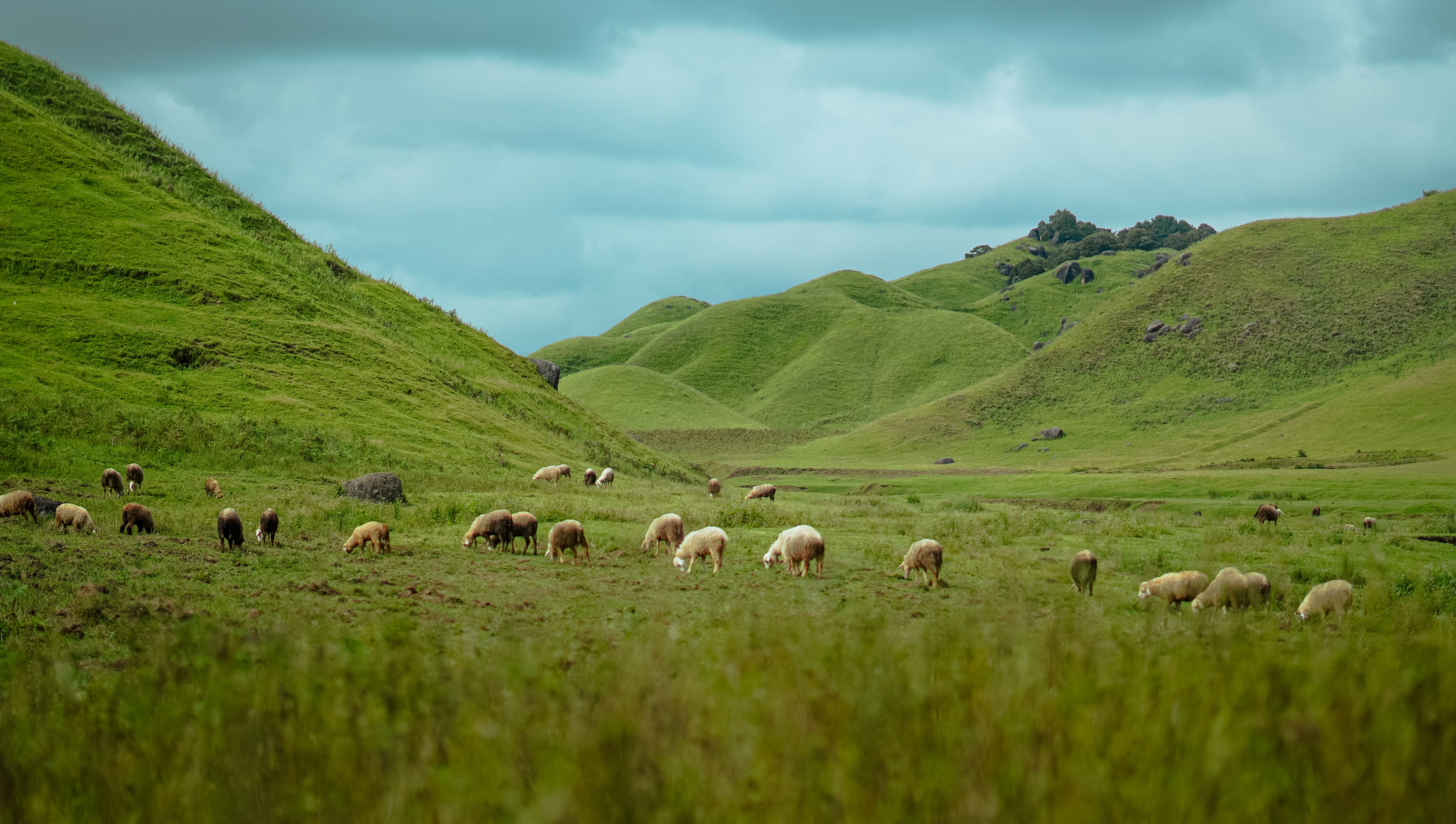 Peaceful Sheep Grazing in Rolling Green Hills · Free Stock Photo