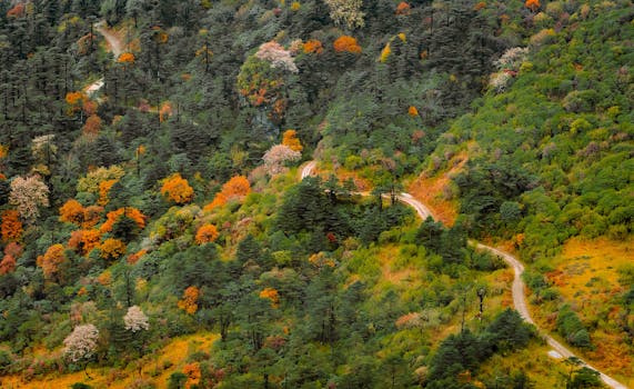 Vibrant autumn foliage with a winding forest path creating a stunning landscape view.